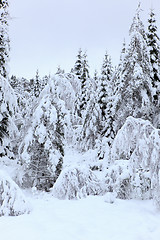 Image showing Winter in Norway