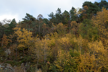 Image showing Autumn in the forest