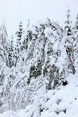 Image showing Winter in Norway