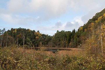 Image showing Autumn in the forest