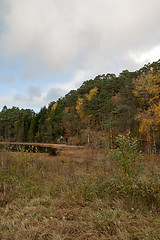 Image showing Autumn in the forest