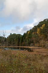 Image showing Autumn in the forest