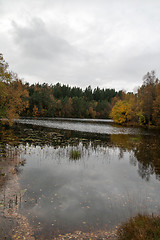 Image showing Autumn in the forest