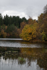 Image showing Autumn in the forest