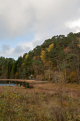 Image showing Autumn in the forest