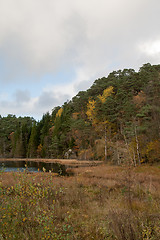 Image showing Autumn in the forest