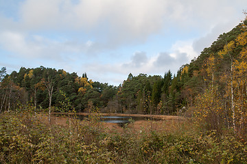 Image showing Autumn in the forest