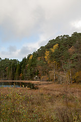 Image showing Autumn in the forest