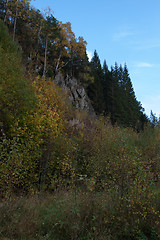 Image showing Autumn in the forest