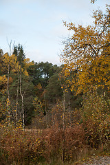 Image showing Autumn in the forest