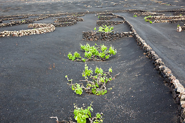 Image showing Some place in Lanzarote