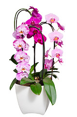 Image showing Living lilac orchids flowers in flowerpot isolated on white