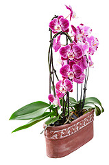 Image showing Purple orchid flowers in ceramic pot isolated on white