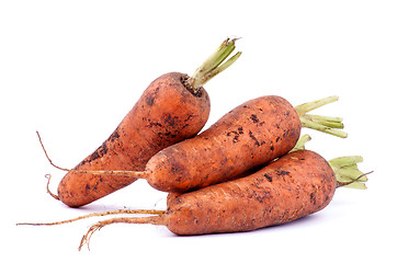 Image showing Carrots Straight from Garden