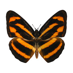Image showing Burmese Lascar Butterfly