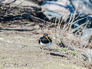 Image showing Euroasian oystercatcher