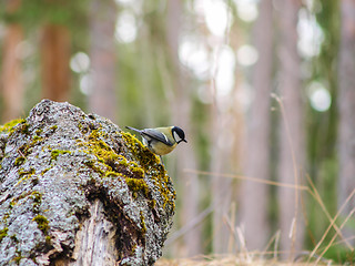 Image showing Titmouse on a stump