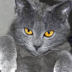 Image showing Gray British cat portrait