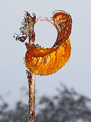 Image showing Lonely yellow leaf with rime