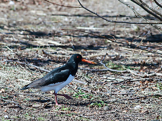 Image showing Oystercatcher