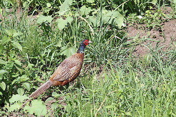 Image showing colorful phasianus in the green grass