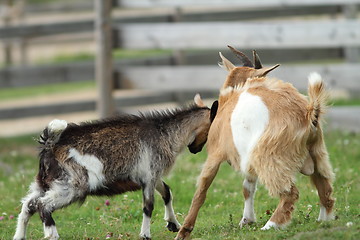 Image showing fighting young goats