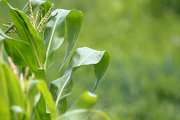 Image showing maize plant