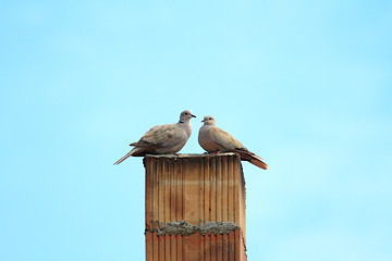 Image showing two turtledoves