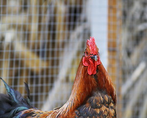 Image showing beautiful big rooster