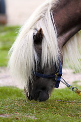Image showing beautiful pony grazing