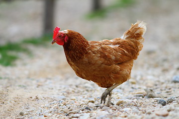Image showing brown hen on gravel alley