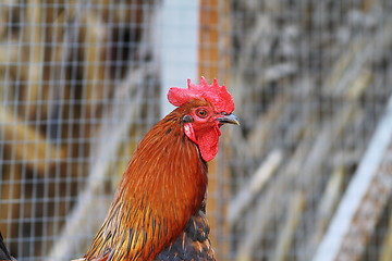 Image showing colorful big rooster portrait