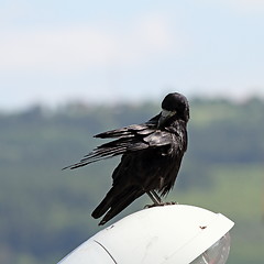 Image showing corvus frugilegus scratching itself