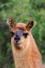 Image showing curious llama looking at the camera