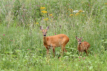 Image showing deer doe and her baby