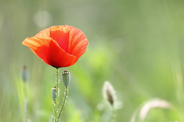 Image showing detail of a red poppy in bloom