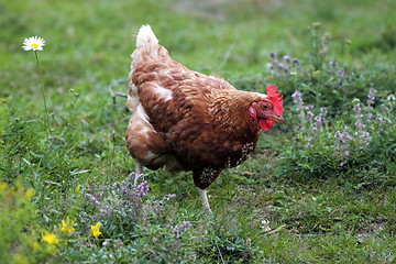 Image showing egg-laying hen