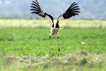 Image showing funny stork in flight