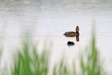 Image showing mallard duck and her chick