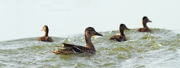 Image showing mother duck and baby ducklings