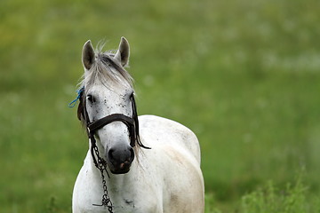Image showing portrait of a white horse
