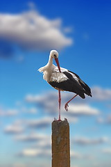 Image showing stork over blue sky