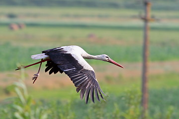 Image showing white stork in flight over green fields