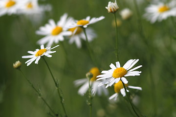 Image showing wild daisies in the green field