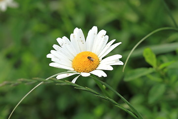 Image showing wild daisy and a fly