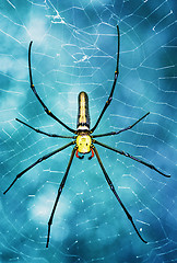 Image showing Tropical spider - nephila in the web