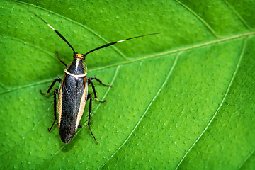 Image showing Wild tropical cockroach on a leaf plant close-up