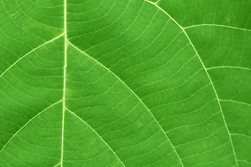 Image showing Surface of green leaf with veins