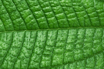 Image showing Texture of green leaf - background