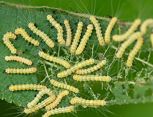 Image showing Caterpillars eat plants - agricultural pests